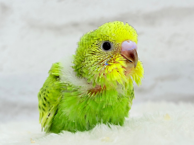 【最新画像更新🪄】森林浴で癒される〜🐣🌳🫧セキセイインコ(スパングル) ヒナ