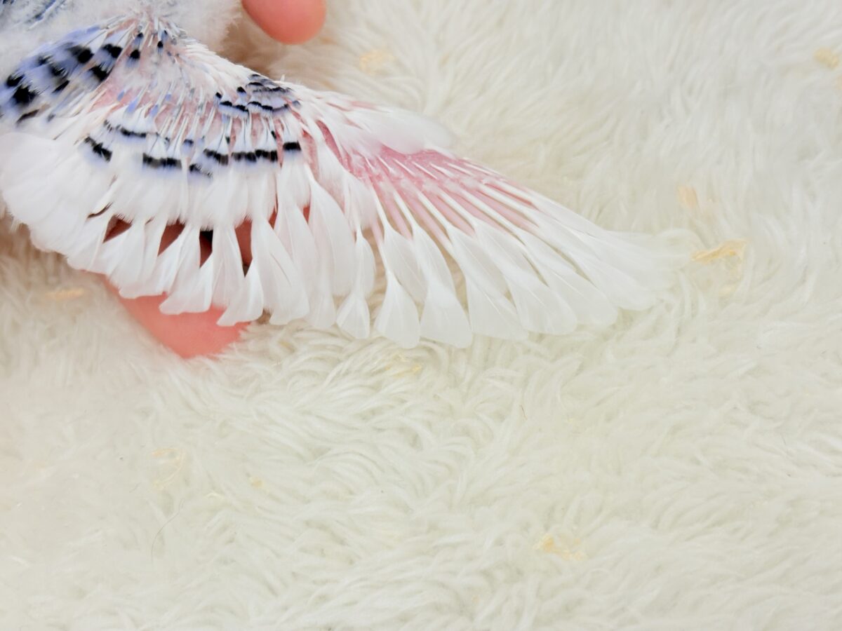 【最新画像更新🪄もうすぐひとり餌☆】わた毛たっぷり♡もこもこちゃん♡セキセイインコ(パイド) ヒナ セキセイインコ