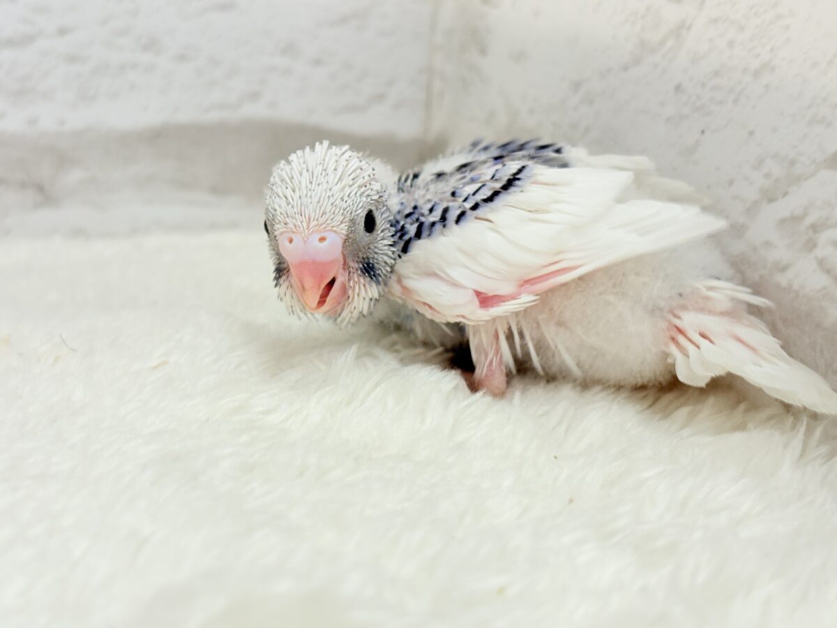 【最新画像更新🪄もうすぐひとり餌☆】わた毛たっぷり♡もこもこちゃん♡セキセイインコ(パイド) ヒナ セキセイインコ