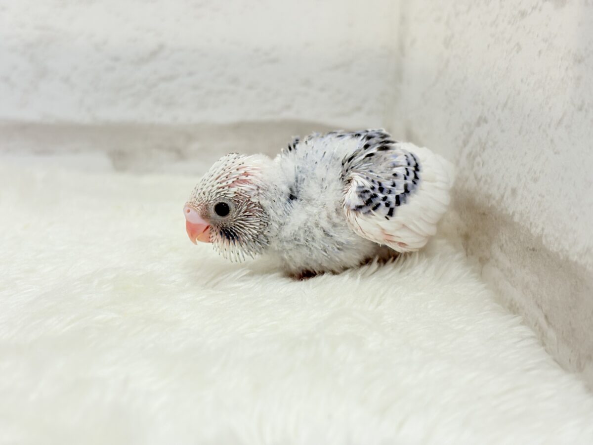 【最新画像更新🪄もうすぐひとり餌☆】わた毛たっぷり♡もこもこちゃん♡セキセイインコ(パイド) ヒナ セキセイインコ