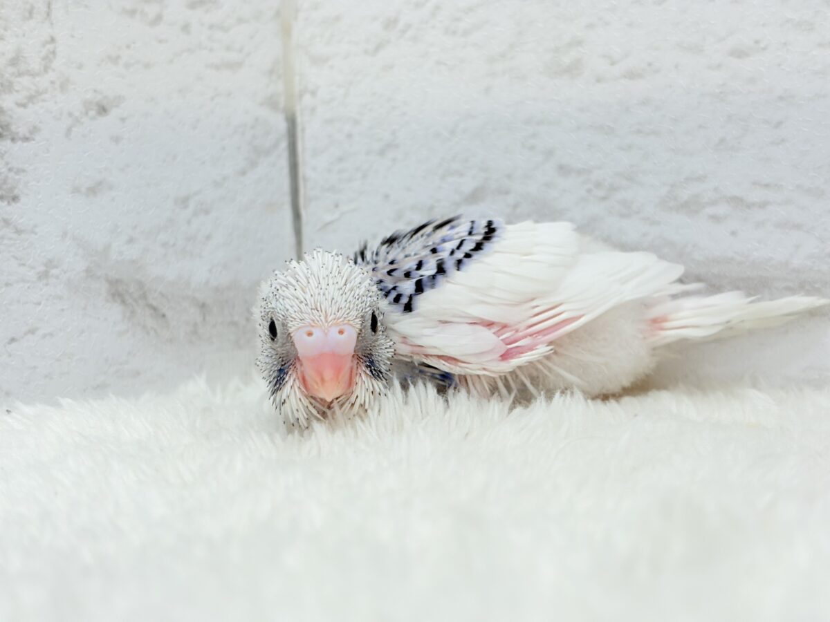 【最新画像更新🪄もうすぐひとり餌☆】わた毛たっぷり♡もこもこちゃん♡セキセイインコ(パイド) ヒナ セキセイインコ