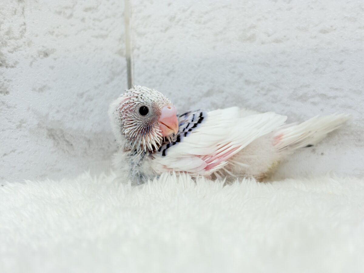 【最新画像更新🪄もうすぐひとり餌☆】わた毛たっぷり♡もこもこちゃん♡セキセイインコ(パイド) ヒナ セキセイインコ