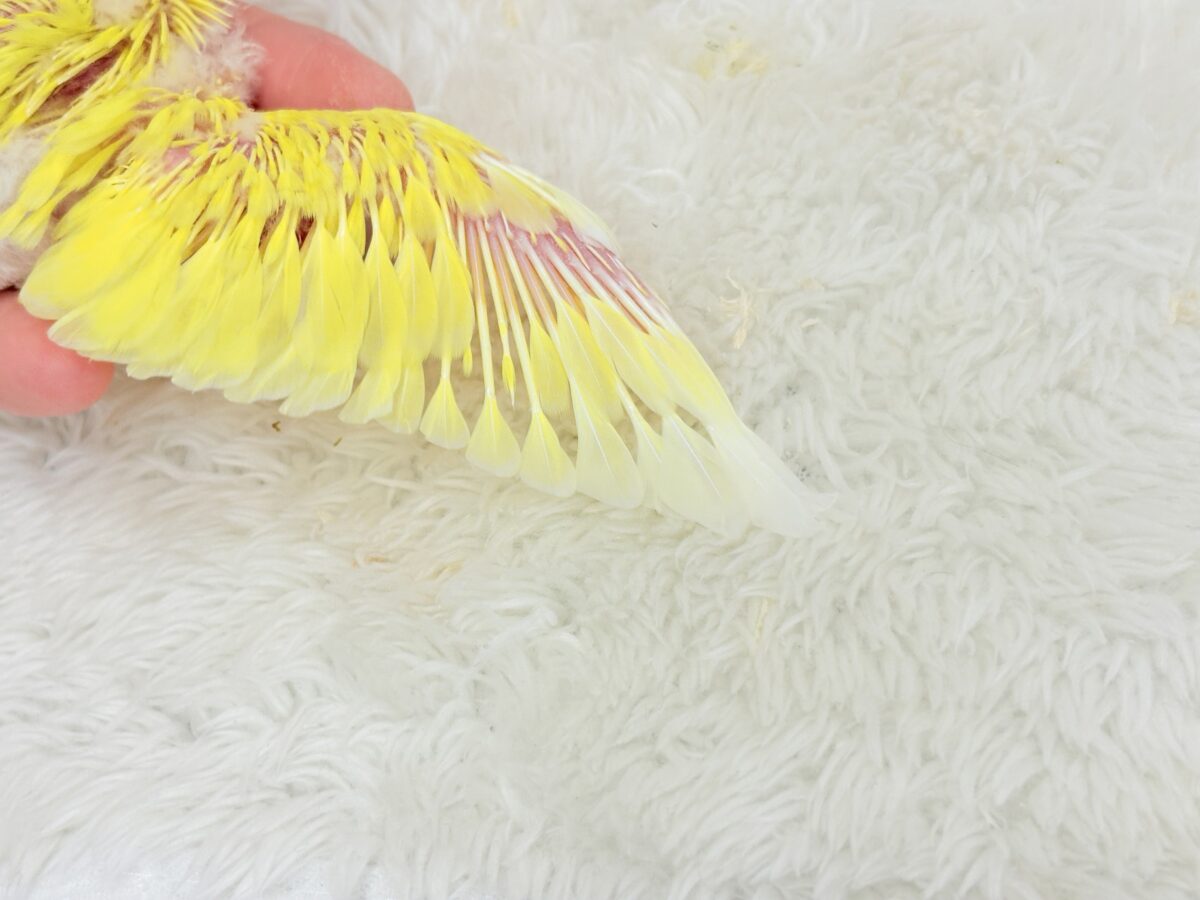 【最新画像更新🪄】にっこり笑顔がチャームポイント☺️💖セキセイインコ(ルチノー) ヒナ セキセイインコ