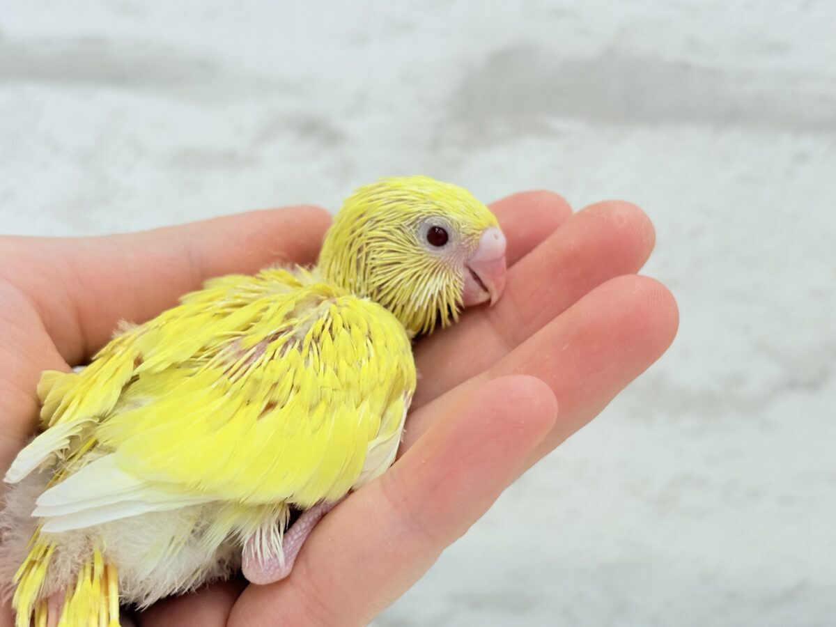 セキセイインコ