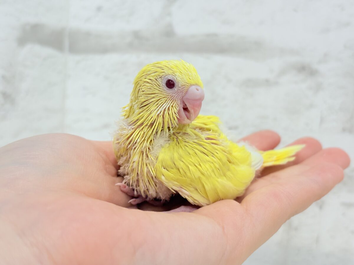 【最新画像更新🪄】にっこり笑顔がチャームポイント☺️💖セキセイインコ(ルチノー) ヒナ セキセイインコ