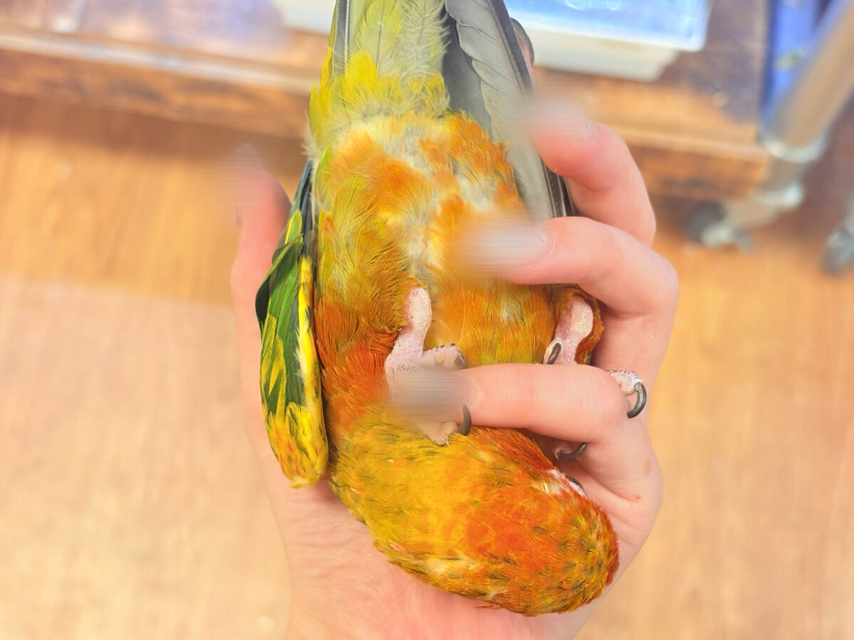 【最新画像更新🪄︎︎✨】いつでもうっ鳥❣️激甘プリティ〜バード参上🔥❤️🔥コガネメキシコインコ コガネメキシコインコ