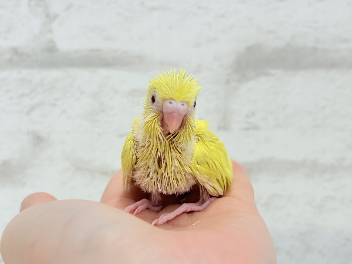 【最新画像更新🪄】にっこり笑顔がチャームポイント☺️💖セキセイインコ(ルチノー) ヒナ セキセイインコ