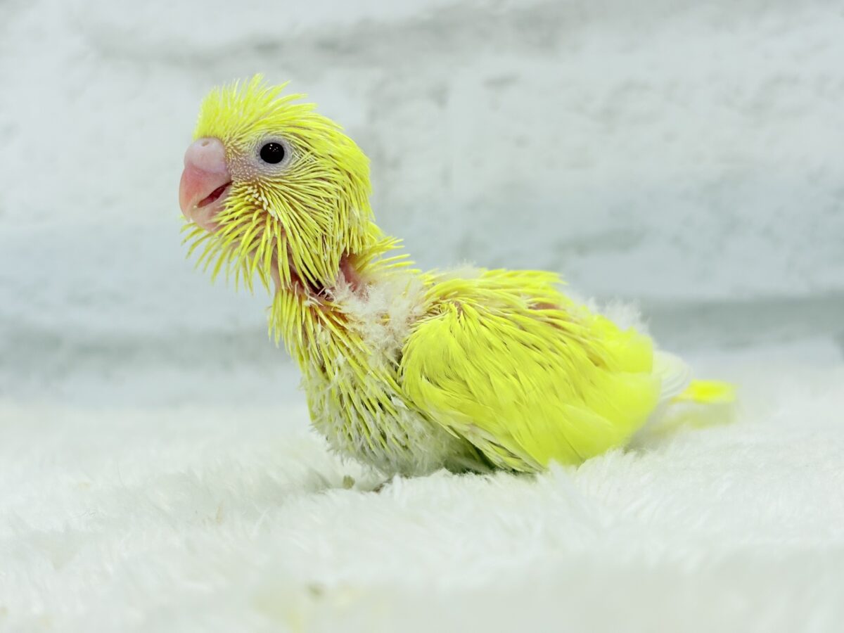 【最新画像更新🪄】にっこり笑顔がチャームポイント☺️💖セキセイインコ(ルチノー) ヒナ セキセイインコ