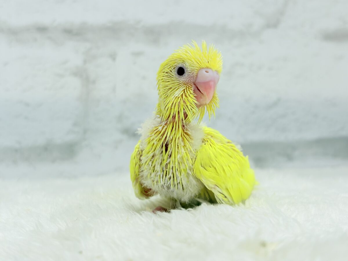 【最新画像更新🪄】にっこり笑顔がチャームポイント☺️💖セキセイインコ(ルチノー) ヒナ セキセイインコ