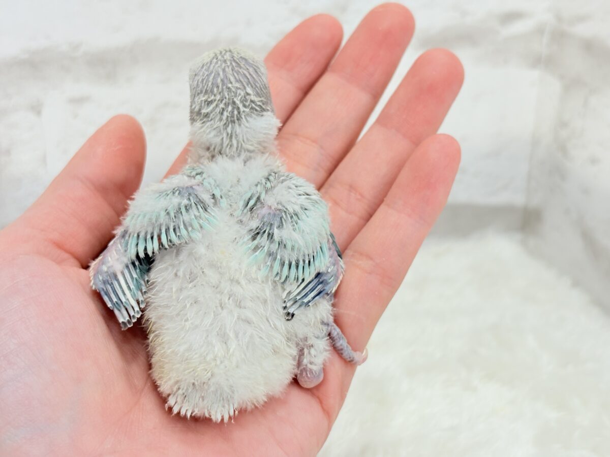 コザクラインコ（小桜インコ）