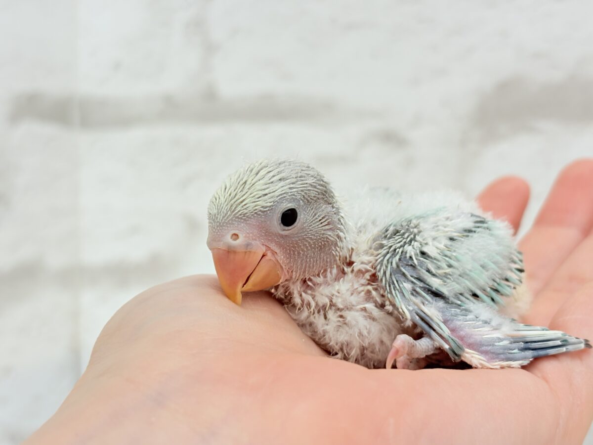 コザクラインコ（小桜インコ）