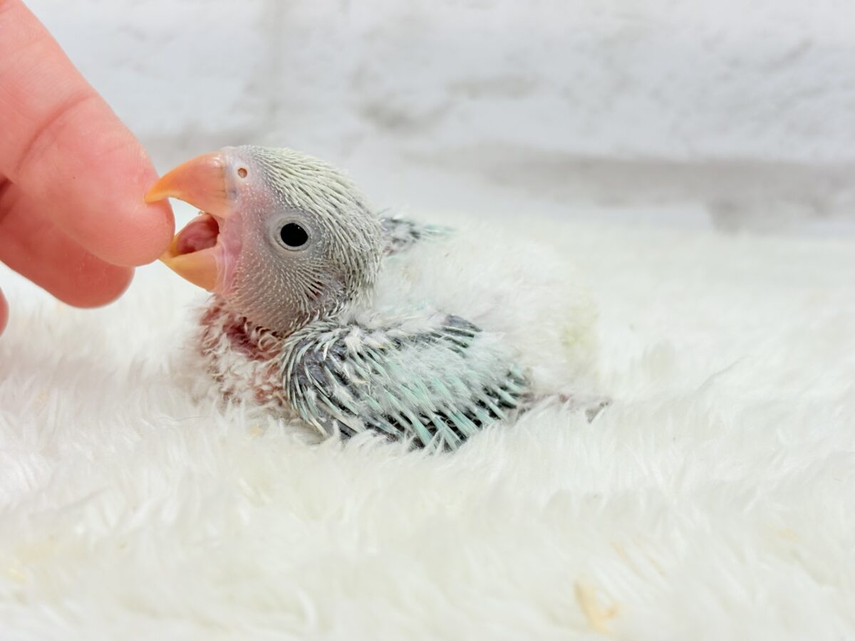 コザクラインコ（小桜インコ）