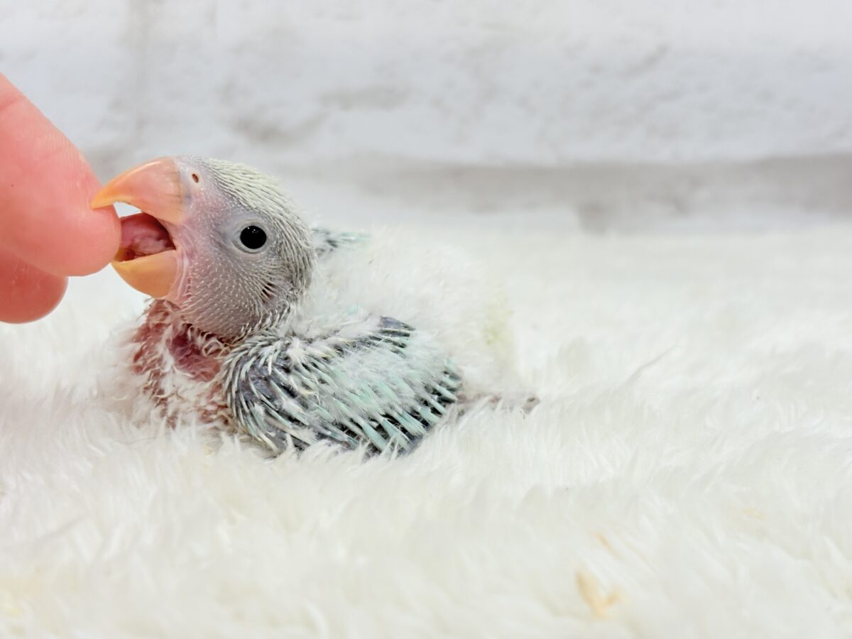 コザクラインコ（小桜インコ）