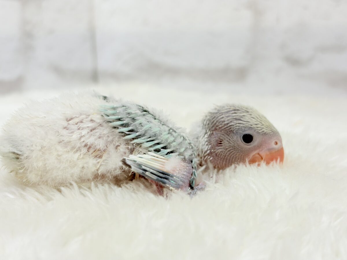コザクラインコ（小桜インコ）