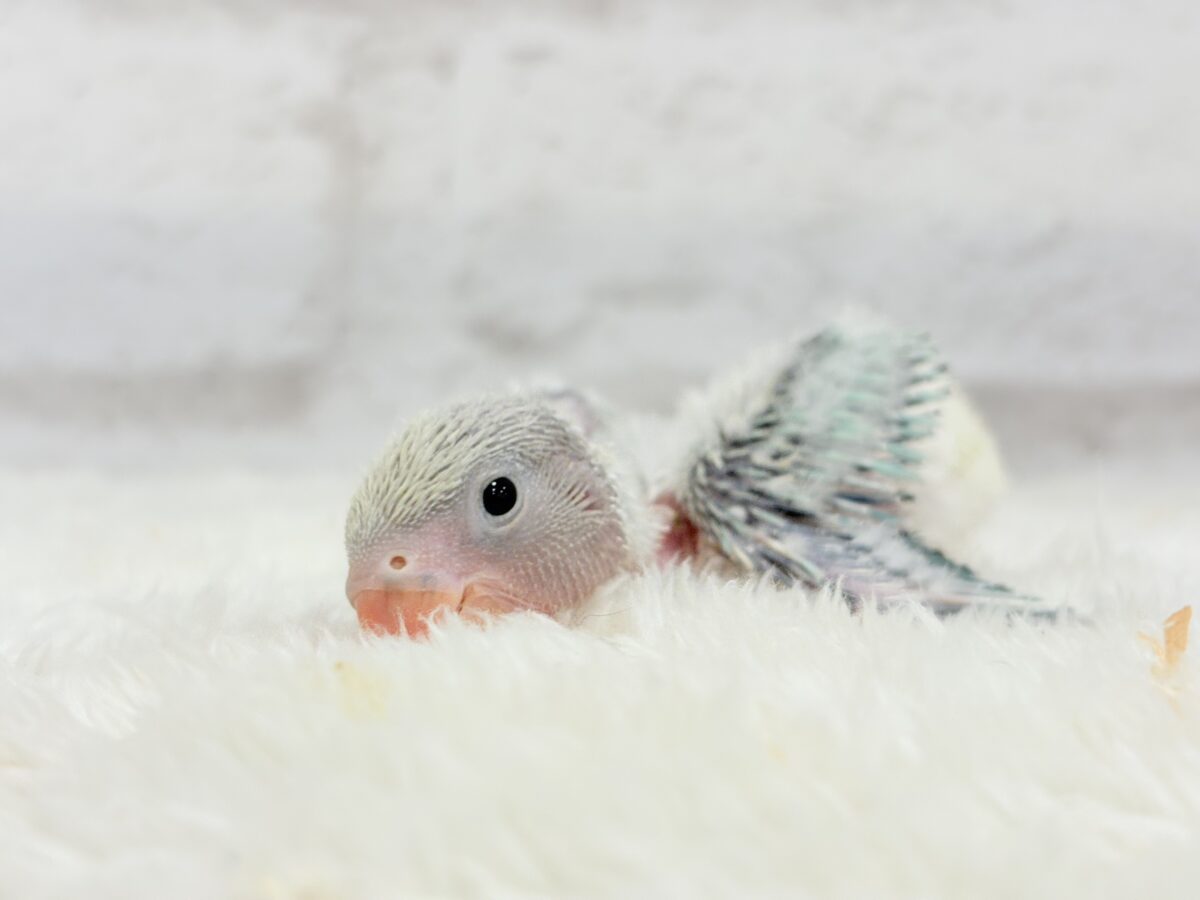 コザクラインコ（小桜インコ）
