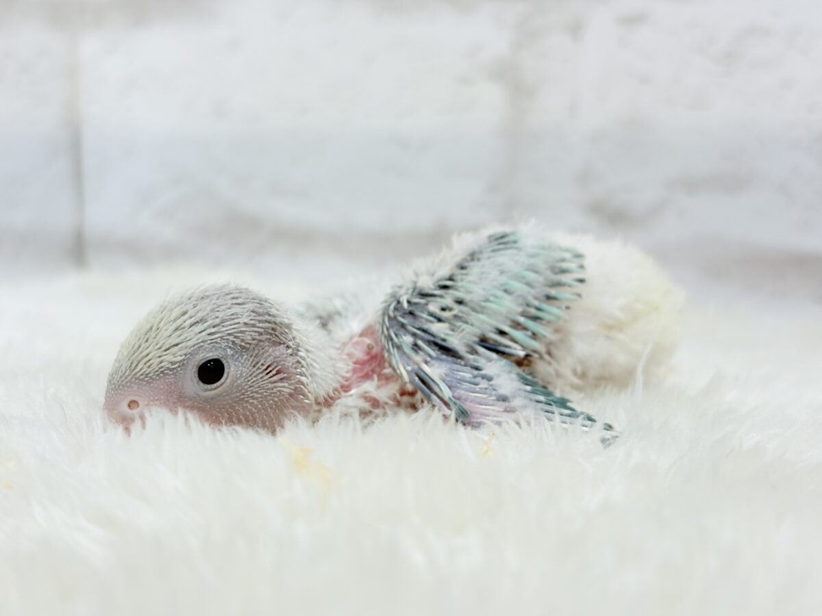 コザクラインコ（小桜インコ）