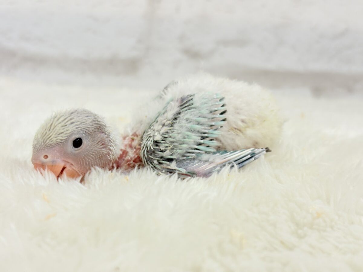 コザクラインコ（小桜インコ）