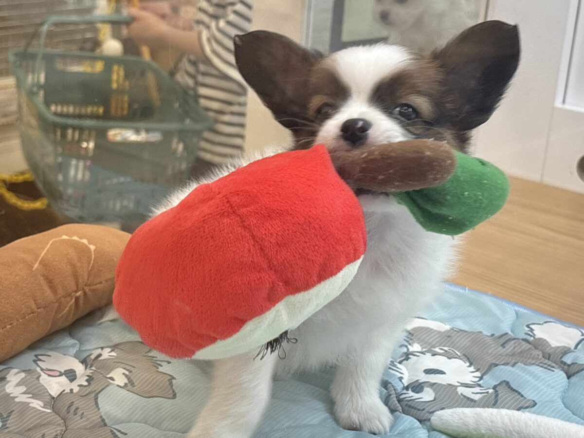 パピヨン