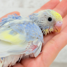 お花みたいな色合い🐣💙✿.*･セキセイインコ(パステルレインボースパングルパイド) ヒナ