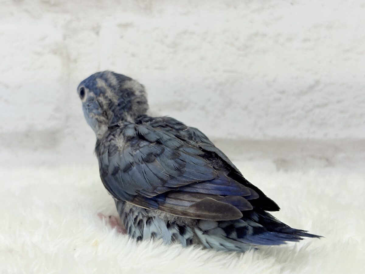 サザナミインコ