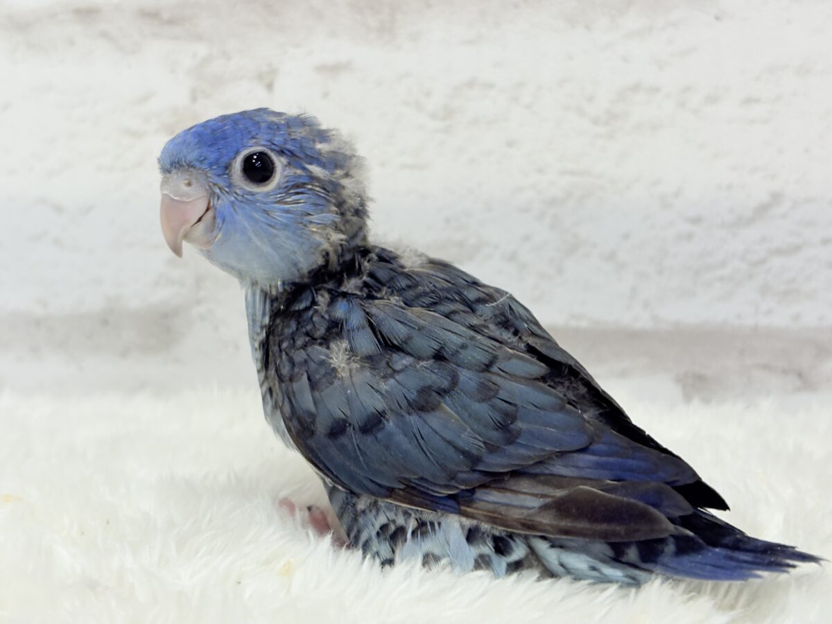 【最新画像更新🪄もうすぐひとり餌☆】ほわわわ☁️わた毛博士ちゃん🐣💙サザナミインコ(コバルト) ヒナ サザナミインコ