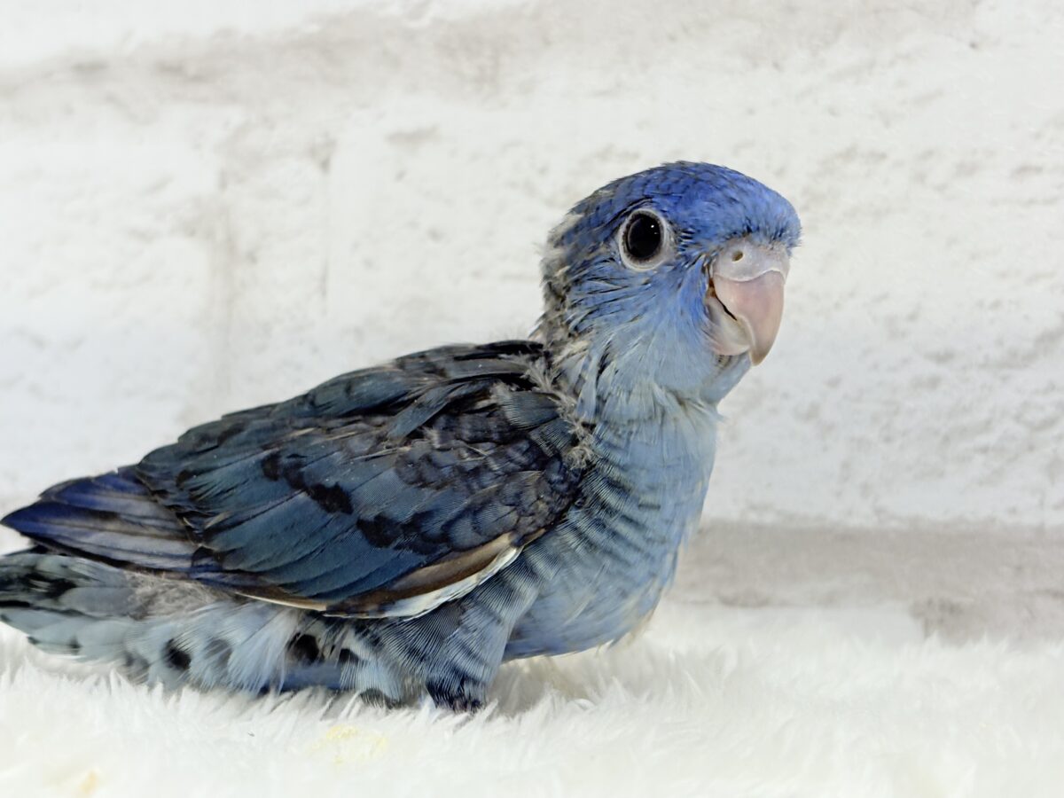 サザナミインコ