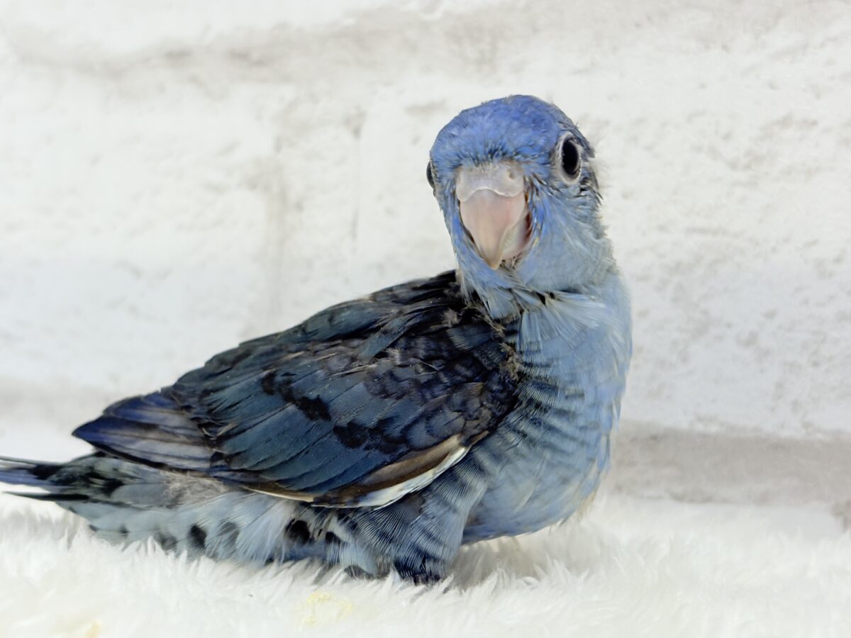 サザナミインコ