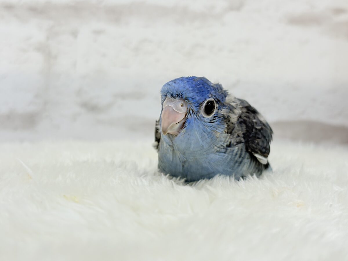 サザナミインコ