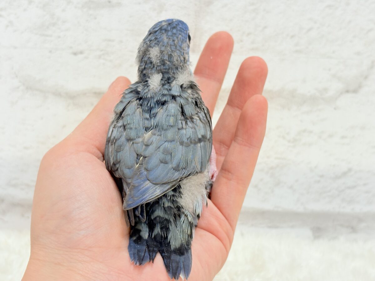 サザナミインコ
