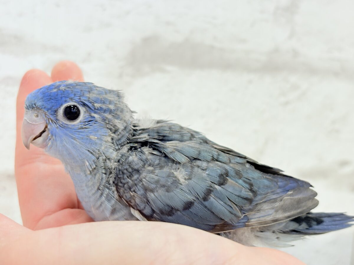 サザナミインコ