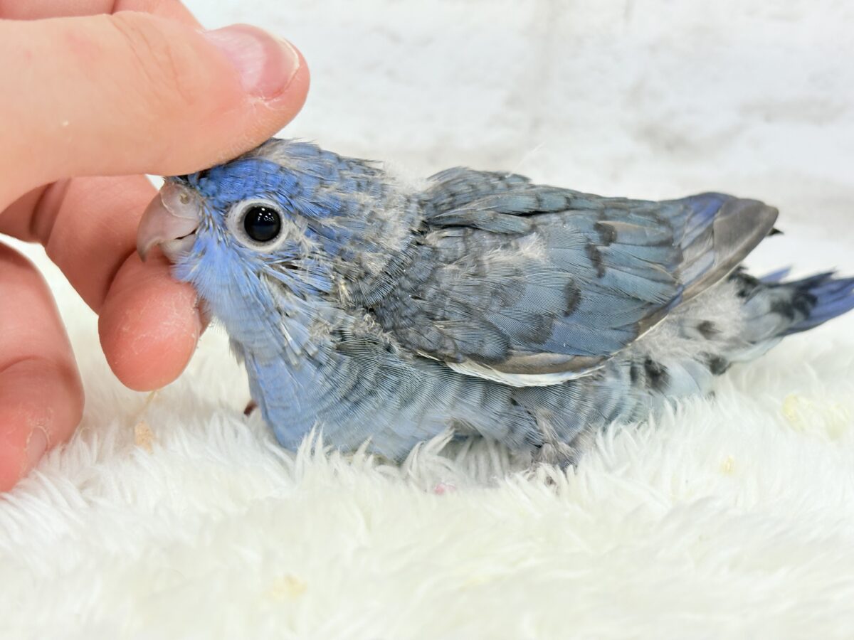【最新画像更新🪄もうすぐひとり餌☆】ほわわわ☁️わた毛博士ちゃん🐣💙サザナミインコ(コバルト) ヒナ サザナミインコ