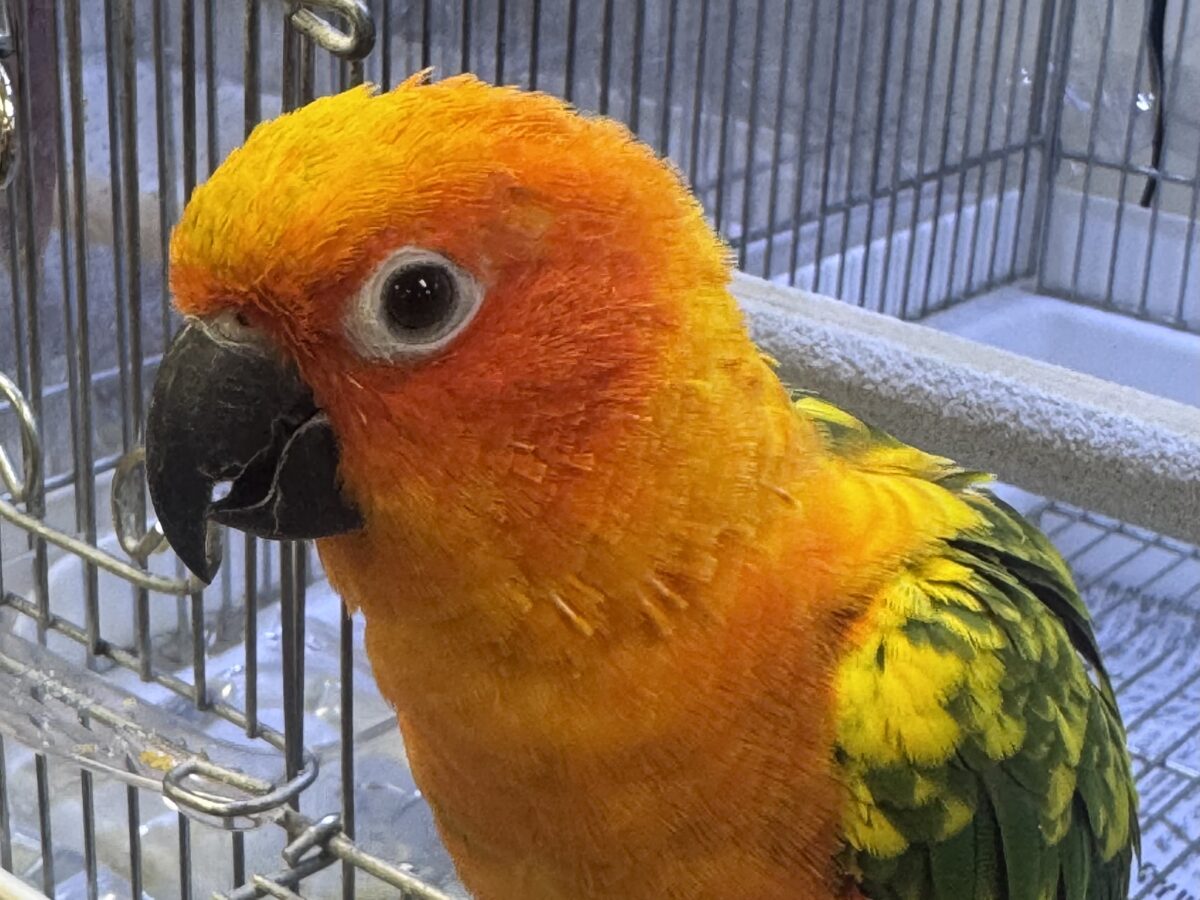 まんまる頭の甘々フェイス❣️コガネメキシコインコちゃん❣️ コガネメキシコインコ