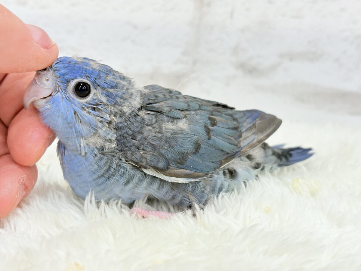 サザナミインコ