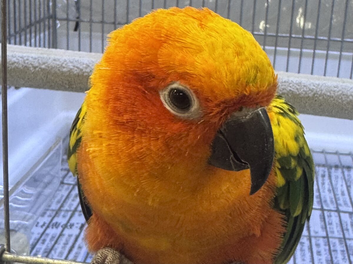 まんまる頭の甘々フェイス❣️コガネメキシコインコちゃん❣️ コガネメキシコインコ