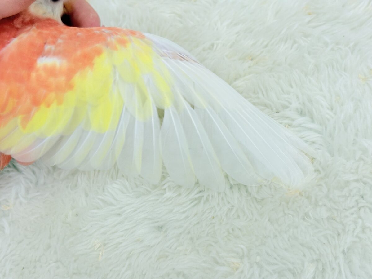 アキクサインコ（秋草インコ）