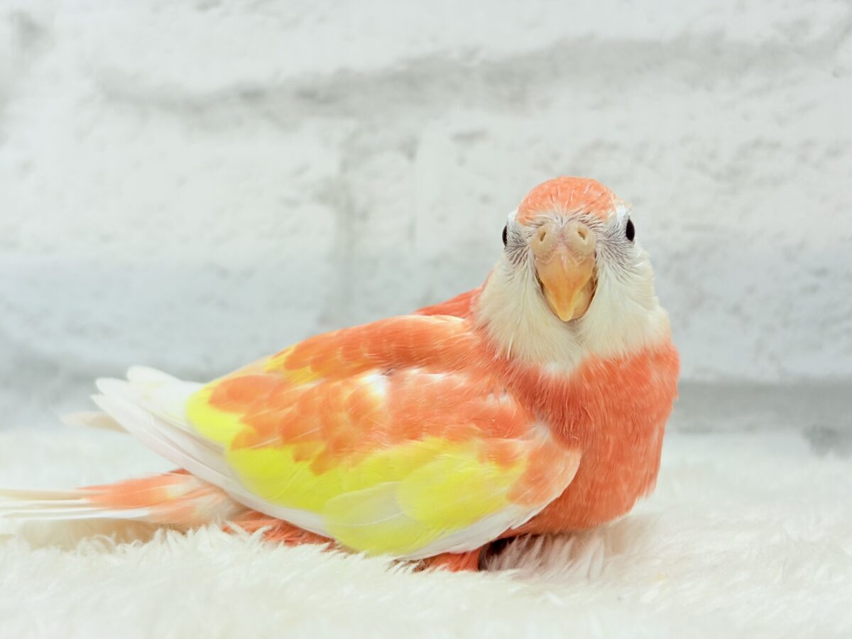 アキクサインコ（秋草インコ）