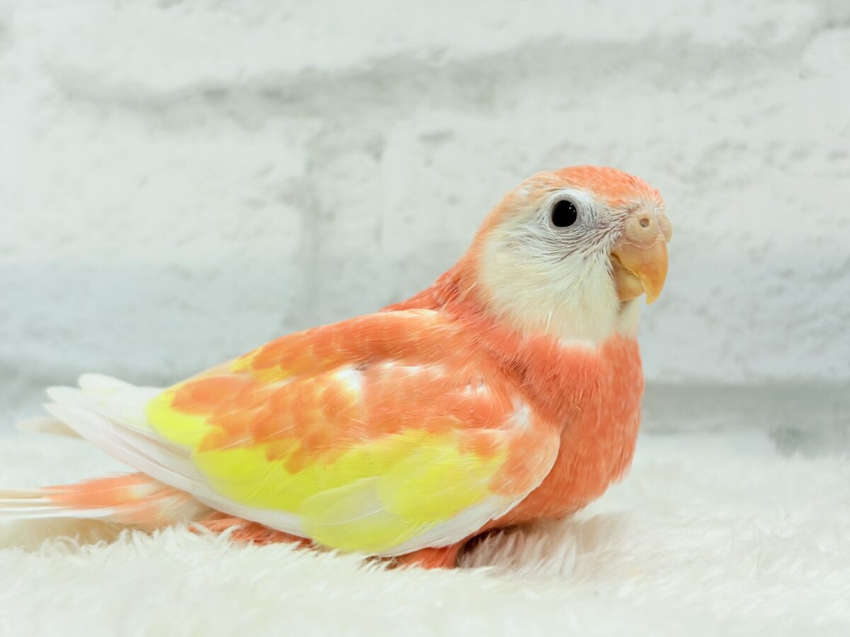 アキクサインコ（秋草インコ）