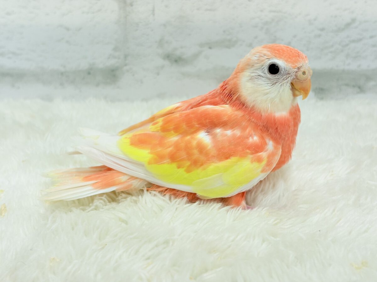 アキクサインコ（秋草インコ）
