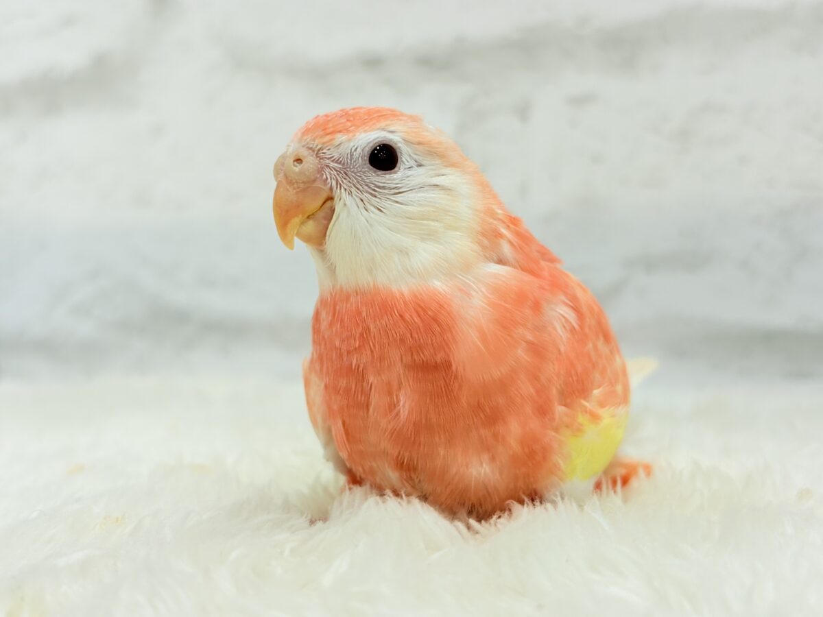 アキクサインコ（秋草インコ）