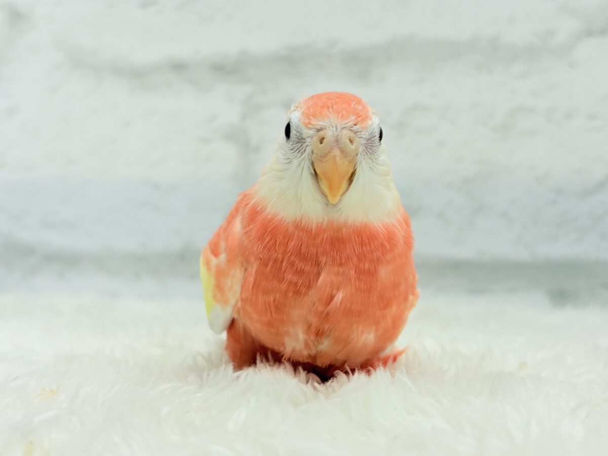 アキクサインコ（秋草インコ）