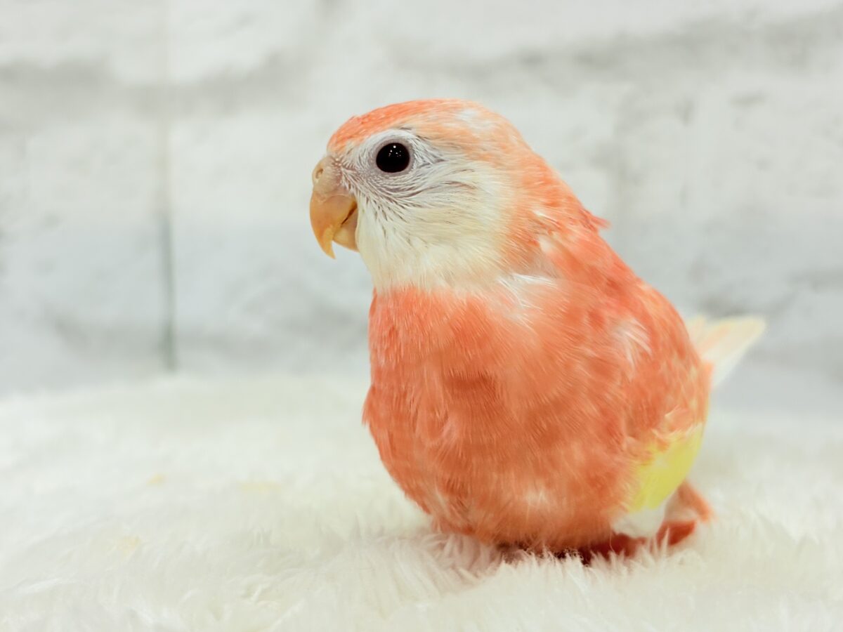 アキクサインコ（秋草インコ）