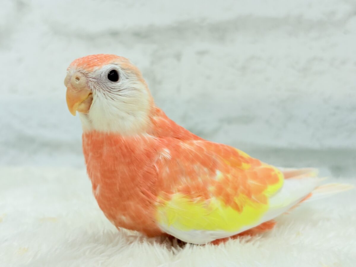 アキクサインコ（秋草インコ）