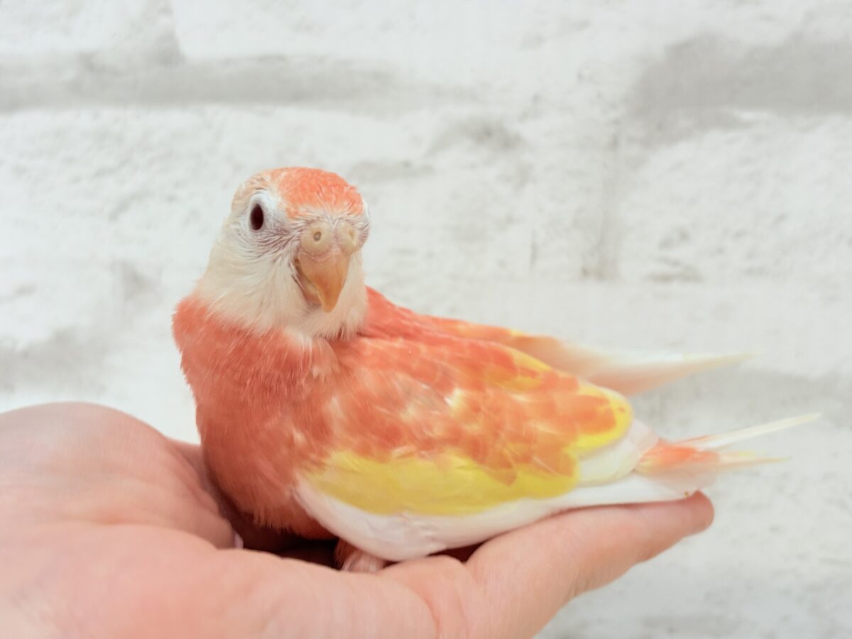 アキクサインコ（秋草インコ）