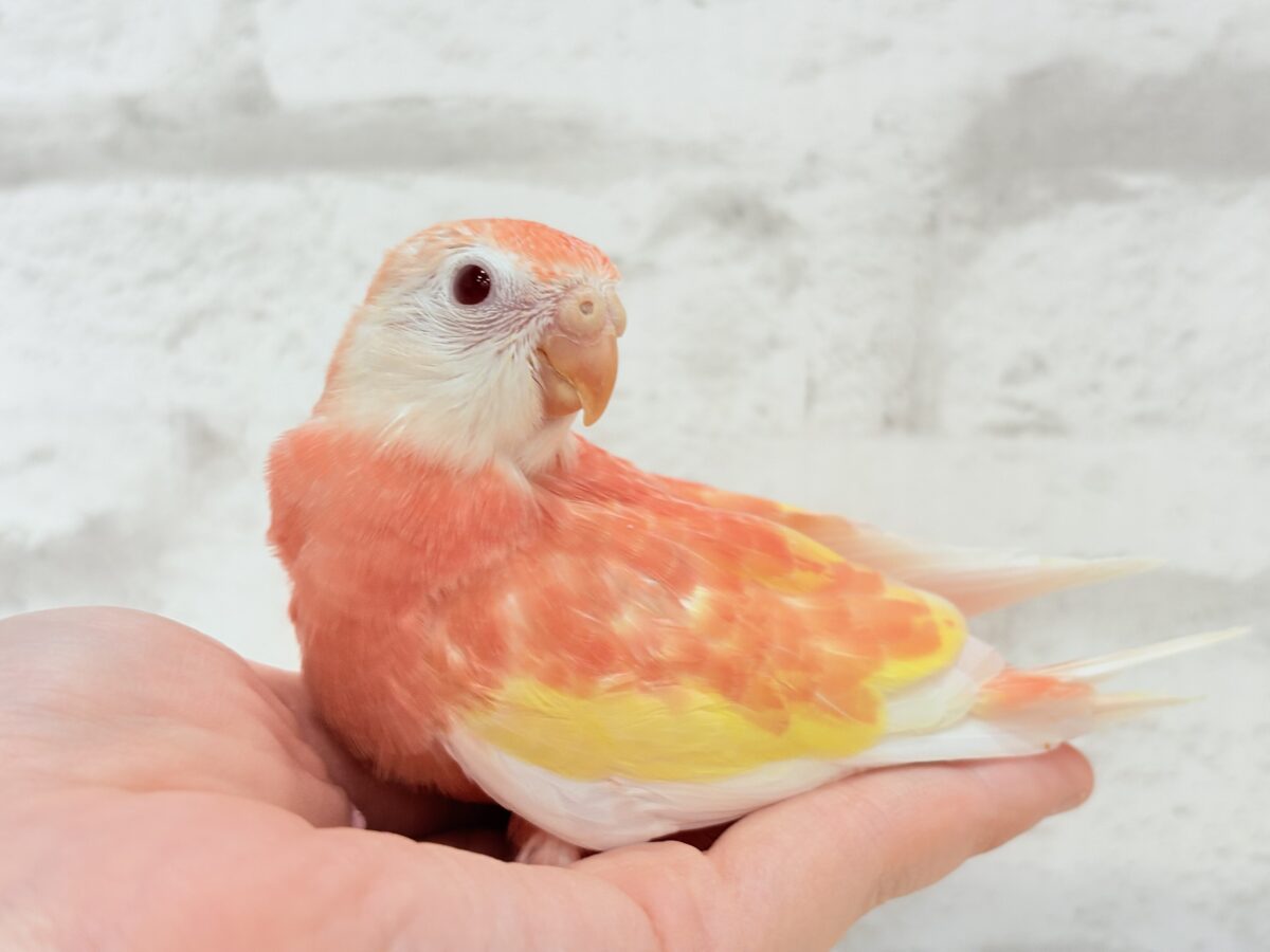 アキクサインコ（秋草インコ）