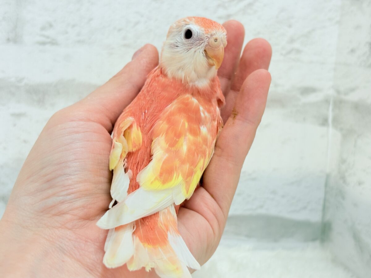 アキクサインコ（秋草インコ）