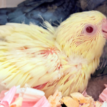 食欲旺盛♬*°落ち着きはどこかに置いてきた🐣🌊💛サザナミインコ(クリームイノ) ヒナ