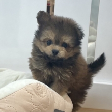 あたちを見ると皆笑顔なのなんでぇ〜？ポメプーちゃん！