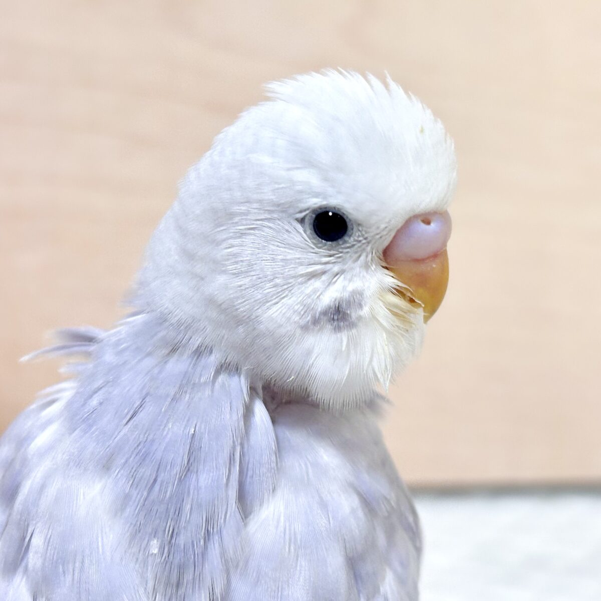 セキセイインコ  ライラック  💜🪻✨