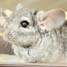 動くぬいぐるみが可愛すぎ🐭🌿💖チンチラ(グレー) 男の子
