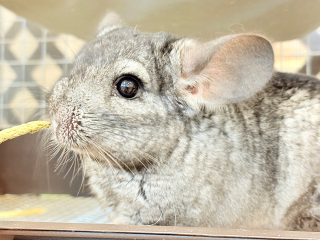 動くぬいぐるみが可愛すぎ🐭🌿💖チンチラ(グレー) 男の子